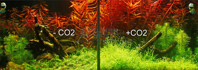 ondernemen zwavel Raap bladeren op kooldioxide (Co2) | Waterwaardes uitgelegd | Strijker aquarium