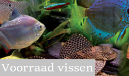 Stocklist aquariumvissen