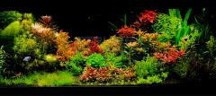 Aquariumplanten voeding