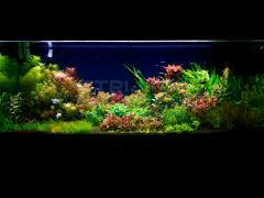 Aquariumplanten met co2