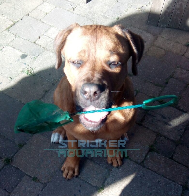 De mascotte van Strijker aquarium