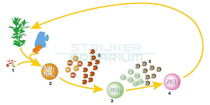 Nitriet afbraak in ingedraaid aquarium