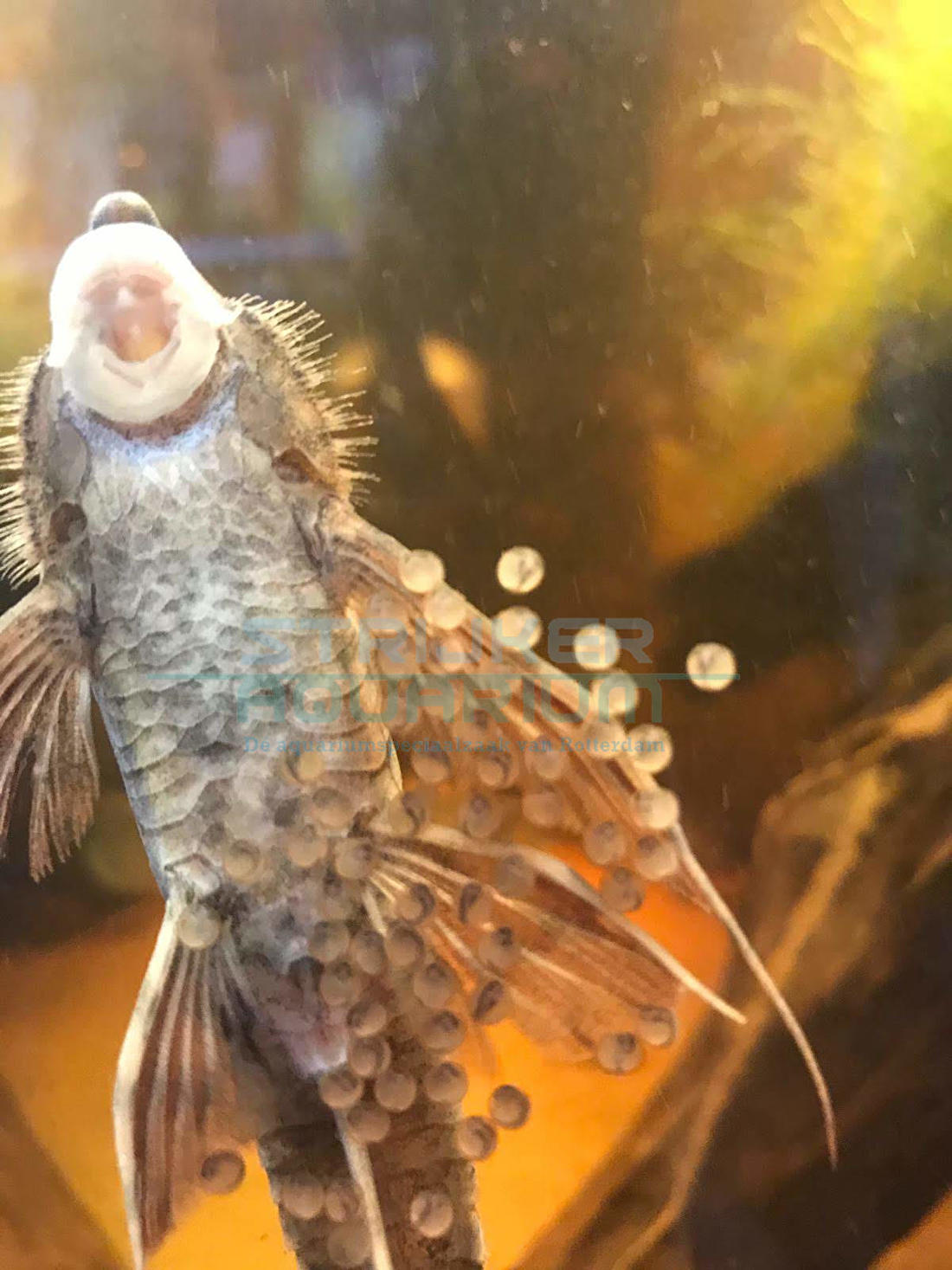 Strikt Klein toxiciteit Mijn vis is zwanger of heeft "guppies" gekregen, wat nu?..... | Strijker  aquarium