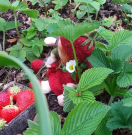 Breipatroon Aardbeienmutsje en bladtasje.