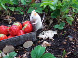 Breipatroon Aardbeienmutsje en bladtasje.