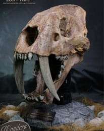 PRE-ORDER Wonders of the Wild Series Statue Smilodon Skull Fossil 22 cm