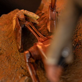 (Pre-order) Star Wars Art Scale Statue 1/10 Mace Windu 18 cm              