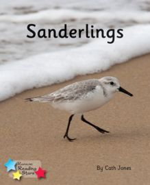 Sanderlings 6-pack