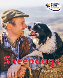 Sheepdogs 6-pack