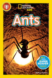 Ants