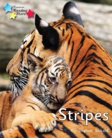 Stripes 6-pack