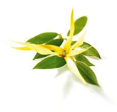 Etherische Ylang Ylang Olie