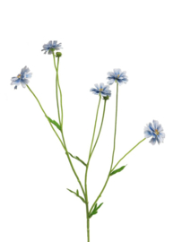 centaurea madelon blauw