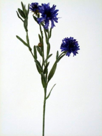 korenbloem blauw