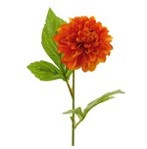 Dahlia George Spray orange