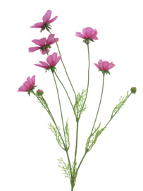 cosmos roze