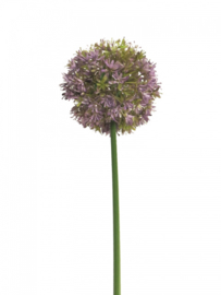 allium