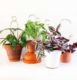 Botanopia Plantensteun Mini HOOP - Goud