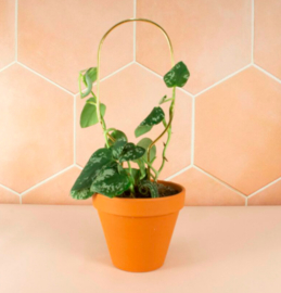 Botanopia Plantensteun Mini HOOP - Goud