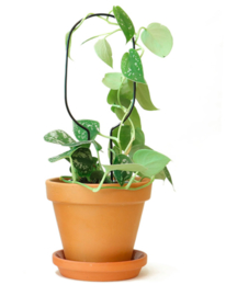 Botanopia Plantensteun Mini HOOP - Zwart