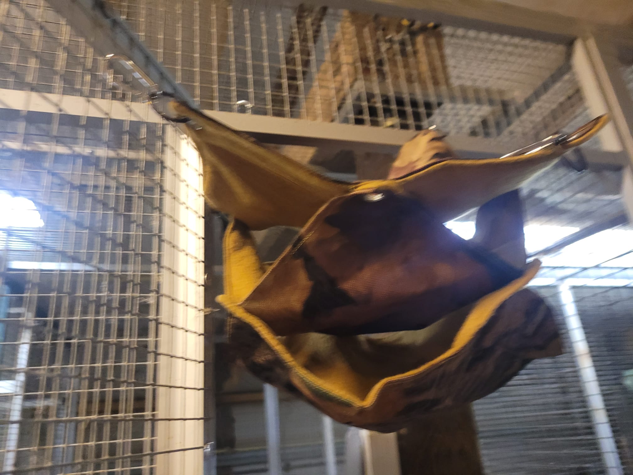 camouflage motief met honingkleur
