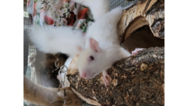 augustus 2023: Witte eekhoorns op zoek naar een warm nest