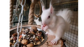 augustus 2023: Witte eekhoorns op zoek naar een warm nest