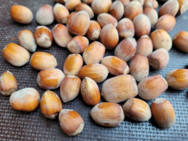 Hazelnoten (10 kilo)