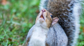 jan 2023 de  tanden van de eekhoorns