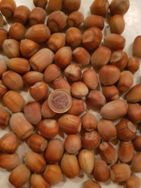 Hazelnuts