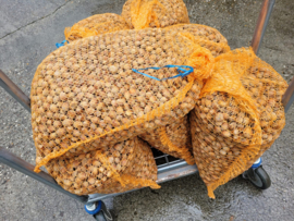 Hazelnoten (10 kilo)