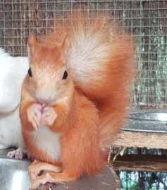 Rood (vuur rood) (€ 125 man, 150 vrouw)