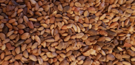 Aleppo pine seeds - soft coarse (500 gr)