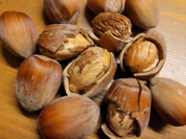 Hazelnoten (10 kilo)
