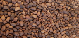 Cedar seeds / nuts (25 kilo)