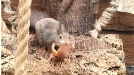 augustus 2022: Moeder eekhoorn verplaatst of versleept haar kleine