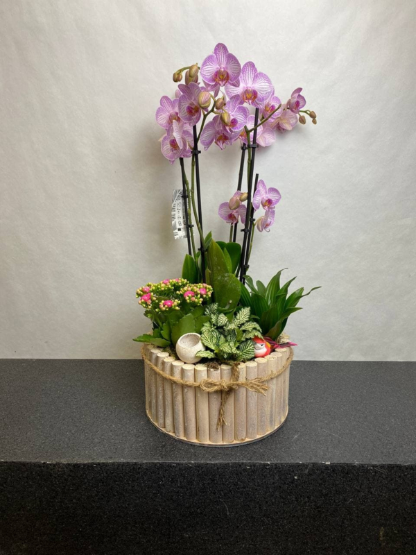 Plantenarrangement Orchidee