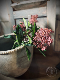 Kunsttak Skimmia