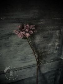 Kunst Queen Anne’s Pink