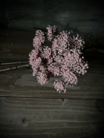 Kunst Queen Anne’s Pink