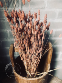 Bos gedroogde Phalaris terracotta