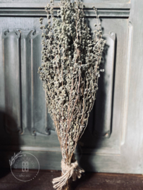 Oregano Marjorana Bunch Naturel 60 cm