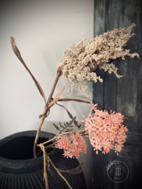 Kunst Sorghum stengel beige
