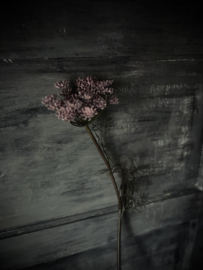 Kunst Queen Anne’s Pink