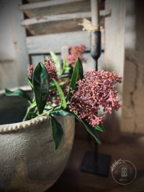 Kunsttak Skimmia