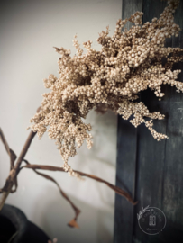 Kunst Sorghum stengel beige