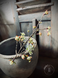 Kunsttak japanse abrikoos wit