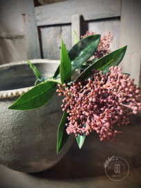 Kunsttak Skimmia