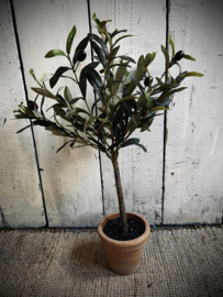 Kunst olijfboompje in pot 60 cm