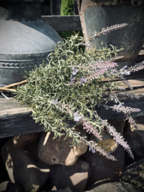 Bosje kunst lavendel naturel